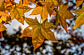 Sun Shining Through Autumn-Colored Maple Leaves, New York Botanical Garden; Bronx, New York, United States Of America