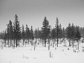 Coniferous Trees In A Snowfall; Arjeplog, Norrbotten County, Sweden