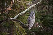 Great Gray Owl (Strix Nebulosa); Thunder Bay, Ontario, Canada