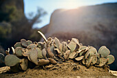 Close-Up Of A Cactus Plant Growing In Joshua Tree National Park; California, United States Of America