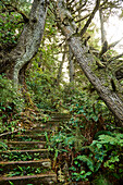 Steps Leading Uphill In A Forest, Cape Scott Provincial Park, Vancouver Island; British Columbia, Canada
