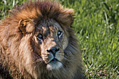 Close-Up Of Male Lion (Panthera Leo) Looking Towards Camera; Cabarceno, Cantabria, Spain