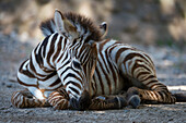 Grevy's Zebra Foal (Equus Grevyi) Lying In Dappled Sunshine; Cabarceno, Cantabria, Spain