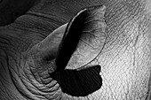 Close-Up Of Shadowed White Rhinoceros (Ceratotherium Simum) Ear; Cabarceno, Cantabria, Spain