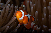 Clownfish (Amphiprioninae) In Anenome; Anda, Bohol, Central Visayas, Philippines