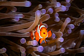Clownfish (Amphiprioninae) In Anenome; Moalboal, Cebu, Central Visayas, Philippines