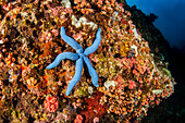 Blue Starfish; Moalboal, Cebu, Central Visayas, Philippines