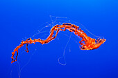 An Orange Jellyfish (Cnidarian) In The Monterey Aquarium; Monterey, California, United States Of America