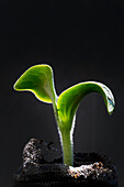 Close-Up Of A Cucumber Seedling In A Soil Pouch Against A Black Background; Calgary, Alberta, Canada