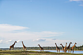 Giraffes; Tanzania