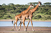 Giraffes Walking; Tanzania