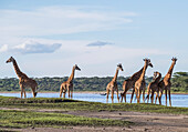 Group Of Giraffes (Giraffa), Serengeti; Tanzania