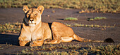 Lion (Panthera Leo) Laying In The Sun; Tanzania