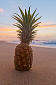 A pineapple on a sandy beach at sunset; Honolulu, Oahu, Hawaii, United States of America