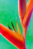 Close-up of a beautiful red and orange Heliconia flower against a green leaf; Honolulu, Oahu, Hawaii, United States of America