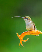 Ruby-throated hummingbird (Archilochus colubris) resting on an orange lily with a green background; Redbridge, Ontario, Canada