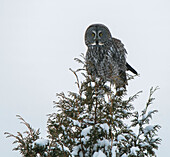 Great Gray Owl (Strix nebulosa) perched on the top of a snow-covered cedar tree in winter; Ontario, Canada