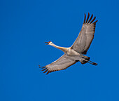 Sandhill Crane (Grus canadensis) flying in a blue sky;