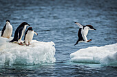 Three Adelie penguins (Pygoscelis adeliae) watch another jumping between two ice floes. They have black heads and backs with white bellies; Antarctica