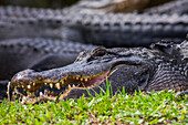 An American Alligator (Alligator mississippiensis) basks in the sun near several others in Shark Valley, Everglades National Park; Florida, United States of America