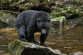 A Black Bear (Ursus americanus) stands on a rock in the middle of a river; Hartley Bay, British Columbia, Canada