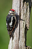 Great Spotted Woodpecker (Dendrocopos major) perched on a dead tree trunk; Dumfries and Galloway, Scotland