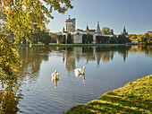 swans, Franz Castle, Castle park laxenburg, Lower Austria, Austria