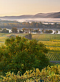 Blick in die Wachau beim Schildbachgraben, Morgennebel, Wachau, Niederösterreich, Österreich