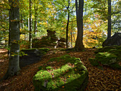 herbstlicher Wald nahe der Burg Aggstein, Wachau, Niederösterreich, Österreich