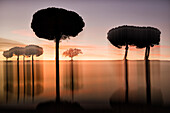 Silhouettes of Villafafila Natural Park trees at moody dawn, Zamora, Spain