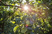 Green apples on a bough in a fruit orchard with late sunlight shining through the leaves, Parkdale, Oregon, USA