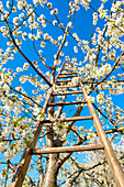 A ladder on a blossoming cherry tree in the Eggenertal Valley in early spring. Schliengen, Baden-Wurttemberg, Germany
