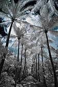 Infrared view of pathway with palm trees, Key Biscayne, Florida, USA