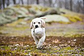 Labrador puppy fetching ball