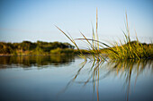 Marsh scenery under clear sky, Nantucket, Massachusetts, USA