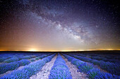 Night photograph with milky way in lavender field of Brihuega, Guadalajara, Castilla La Mancha, Spain