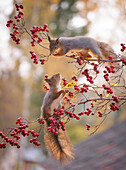 Red squirrels (Sciurus vulgaris) on branches with berries