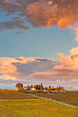 Europe,Italy,Umbria,Perugia district,Montefalco. Vineyards in autumn