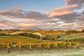 Europe,Italy,Umbria,Perugia district,Montefalco, Vineyards in autumn