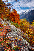 Autumn path of Bregaglia valley, Maloja region, Canton of Graubunden, Switzerland, Europe