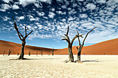 trees of Namibia,namib-naukluft national park, Namibia, africa