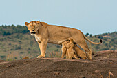 Masai Mara Park, Kenya,Africa,lioness nursing the puppies