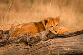 Tanzania, Africa, Serengeti National Park,puppies on a tree trunk