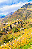 Tirolo Castle view from yellow wineyards, Merano, Sudtirol, Italy