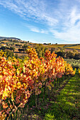 Rosso Conero vineyards, Numana village, Ancona district, Marches, Italy