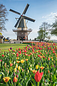 Windmill and tulips at Keukenhof Gardens. Lisse, South Holland province, Netherlands.