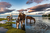 Horses grazing and drinking water from Hovsgol Lake at sunset. Hovsgol province, Mongolia.