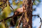 Red squirrel on a tree, Valtellina, Lombardy, Italy