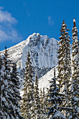 Snowed trees and peaks at Roger pass, British Columbia, Canada