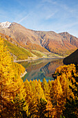 A panoramic view between larches of Verlago lake in autumn, Verlago, Senales valley, , Bolzano, South Tyrol, Italy, Europe